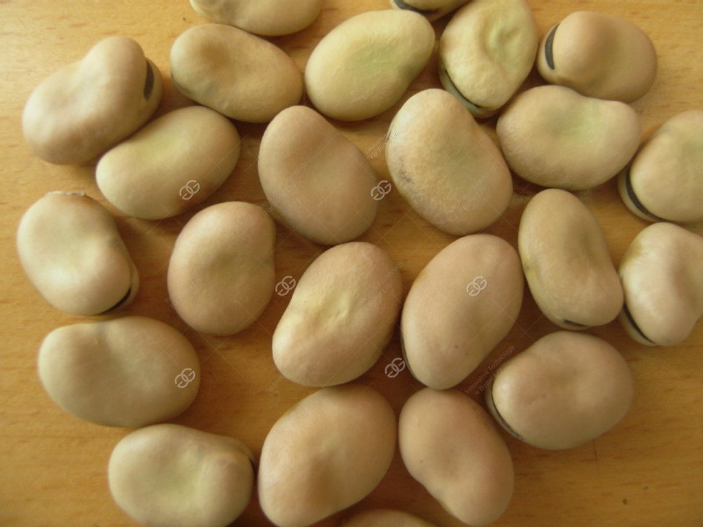 broad bean