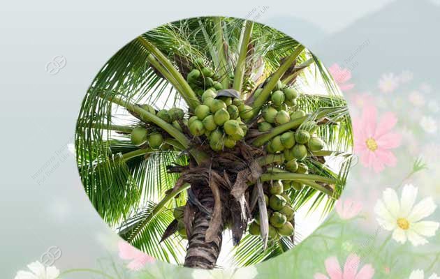 Do you know what the nutritional value of coconut?