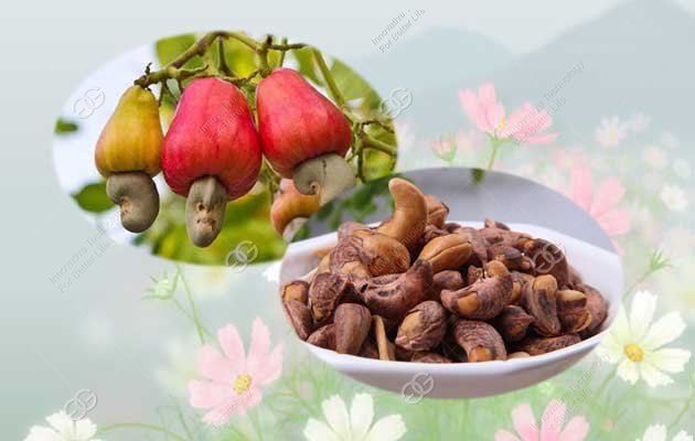 What is the benefit of eating cashew nut?