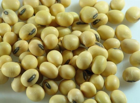 soybean