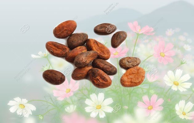 Do you know how to remove cocoa beans skin?