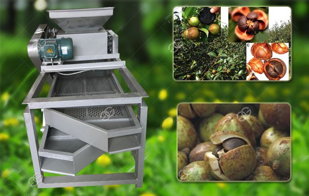 Oil Tea Shelling Machine|Oil Tea Fruit Sheller Machine